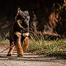 Moon participe au concours pour gagner de l'argent avec cette photo : dog, puppy, canine, animal, outdoors, forest, woodland, path, leash, walking, standing, fur, black_and_tan, ears, portrait, nature, sunlight, grass, wildlife, photography