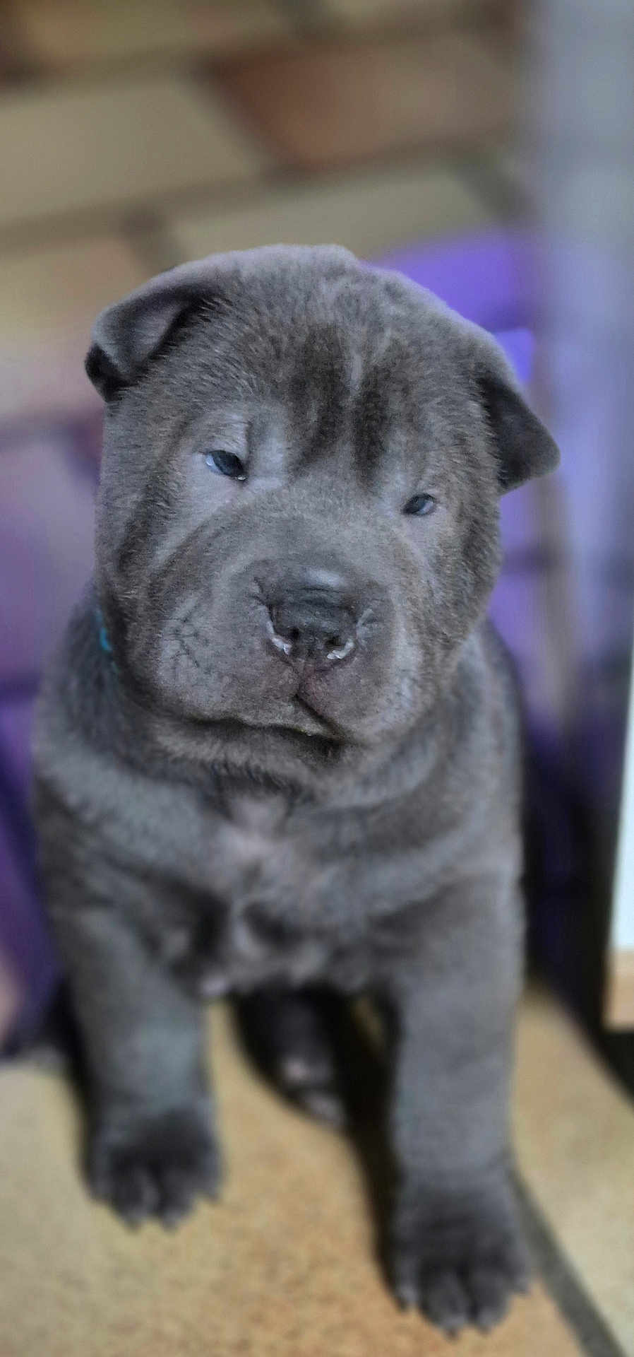 Blue a rejoint le concours — aidez-le/la à gagner de superbes lots ! puppy, dog, gray, cute, pet, animal, young, fur, standing, indoor, closeup, face, ears, nose, paws, adorable, portrait, canine, furry, small