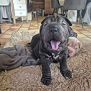 Blue a rejoint le concours — aidez-le/la à gagner de superbes lots ! puppy, dog, black_dog, sleeping, yawning, blanket, cozy, indoor, floor_tiles, furniture, home, cute, animal, pet, young_dog, resting, tongue_out, wrinkled_skin, two_puppies, relaxed