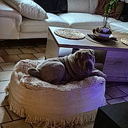 Wilson a rejoint le concours — aidez-le/la à gagner de superbes lots ! dog, shar_pei, dog_bed, living_room, couch, pillow, coffee_table, plant, floor_tiles, indoor, furniture, cozy, pet, resting, home_decor, blanket, relaxation, soft_lighting, purple_light, wrapped