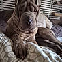 Wilson a rejoint le concours — aidez-le/la à gagner de superbes lots ! dog, shar_pei, bed, blanket, pillow, indoor, pet, fur, relaxed, sleepy, brown_fur, snout, paw, cozy, animal, resting, home, fabric, furniture, laying_down