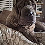 dog, shar_pei, pet, close_up, wrinkles, cushion, indoor, home, furniture, resting, animal, muzzle, paw, brown, snout, ears, shelf, decor, cozy, relaxed