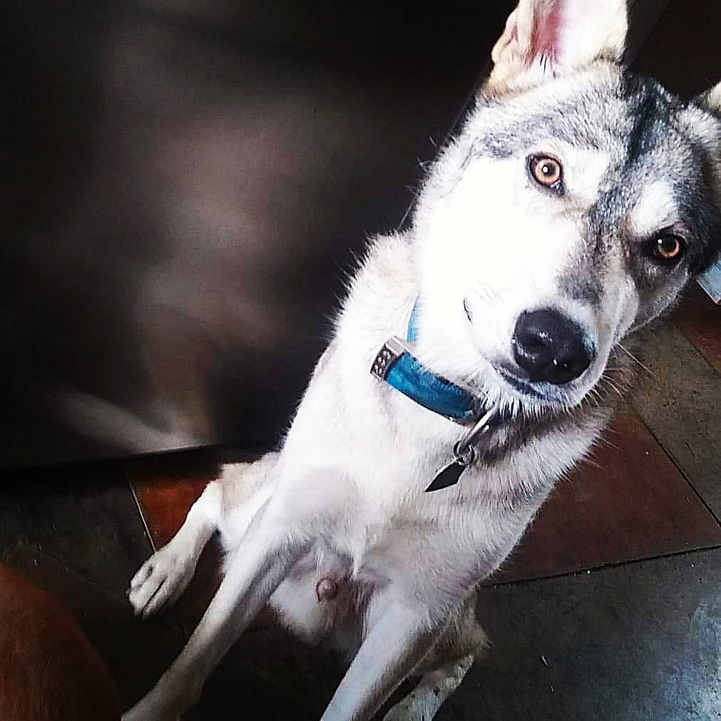 Soul Eater is registered to the contest to win money with this photo: canidae, carnivore, companion_dog, dog, dog_breed, ear, eye, fur, labrador_husky, mammal, northern_inuit_dog, nose, rare_breed_dog, sakhalin_husky, seppala_siberian_sleddog, siberian_husky, sled_dog, snout, tamaskan_dog, wolfdog