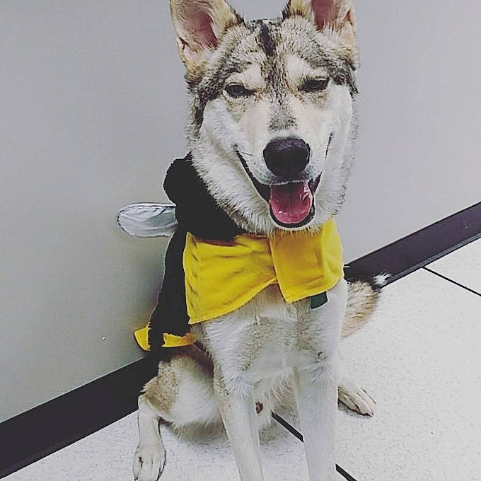 Soul Eater joined the competition — help win amazing prizes! alaskan_malamute, canidae, carnivore, collar, czechoslovakian_wolfdog, dog, dog_breed, dog_clothes, kunming_wolfdog, leash, mammal, native_american_indian_dog, northern_inuit_dog, saarloos_wolfdog, seppala_siberian_sleddog, siberian_husky, sled_dog, tamaskan_dog, vertebrate, wolfdog