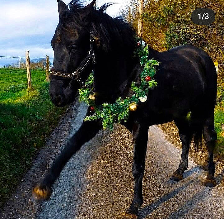 Sparrow a rejoint le concours — aidez-le/la à gagner de superbes lots ! bridle, horse, horse_supplies, horse_tack, livestock, mammal, mane, mare, mustang_horse, pack_animal, plant, rein, sky, stallion, tail, vertebrate, wildlife