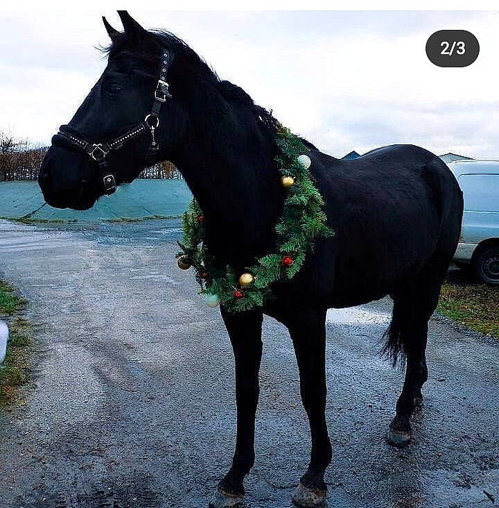 Sparrow a rejoint le concours — aidez-le/la à gagner de superbes lots ! bridle, horse, horse_tack, livestock, mammal, mane, mare, mustang_horse, pack_animal, photography, pony, sky, stallion, vertebrate