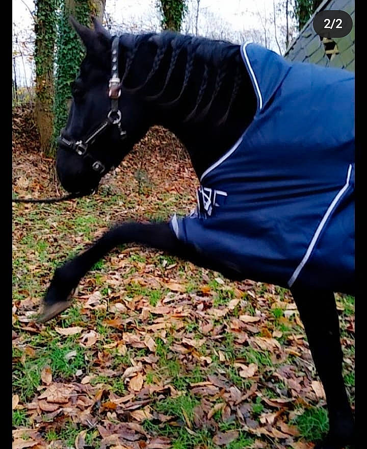 Sparrow participe au concours pour gagner de l'argent avec cette photo : bridle, horse, horse_supplies, horse_tack, livestock, mane, mare, plant, stallion, tree