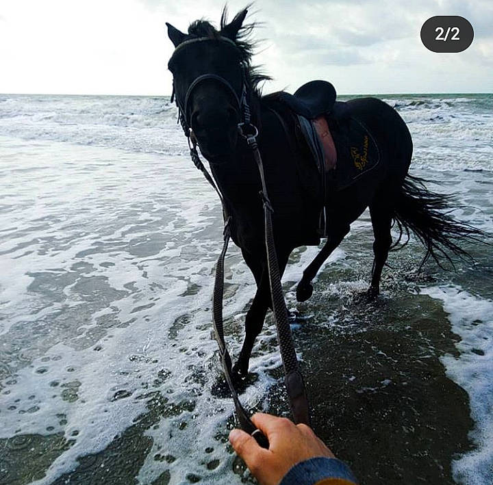 Sparrow a rejoint le concours — aidez-le/la à gagner de superbes lots ! bridle, horse, horse_supplies, horse_tack, mane, mare, ocean, recreation, rein, sea, sky, stallion, trail_riding