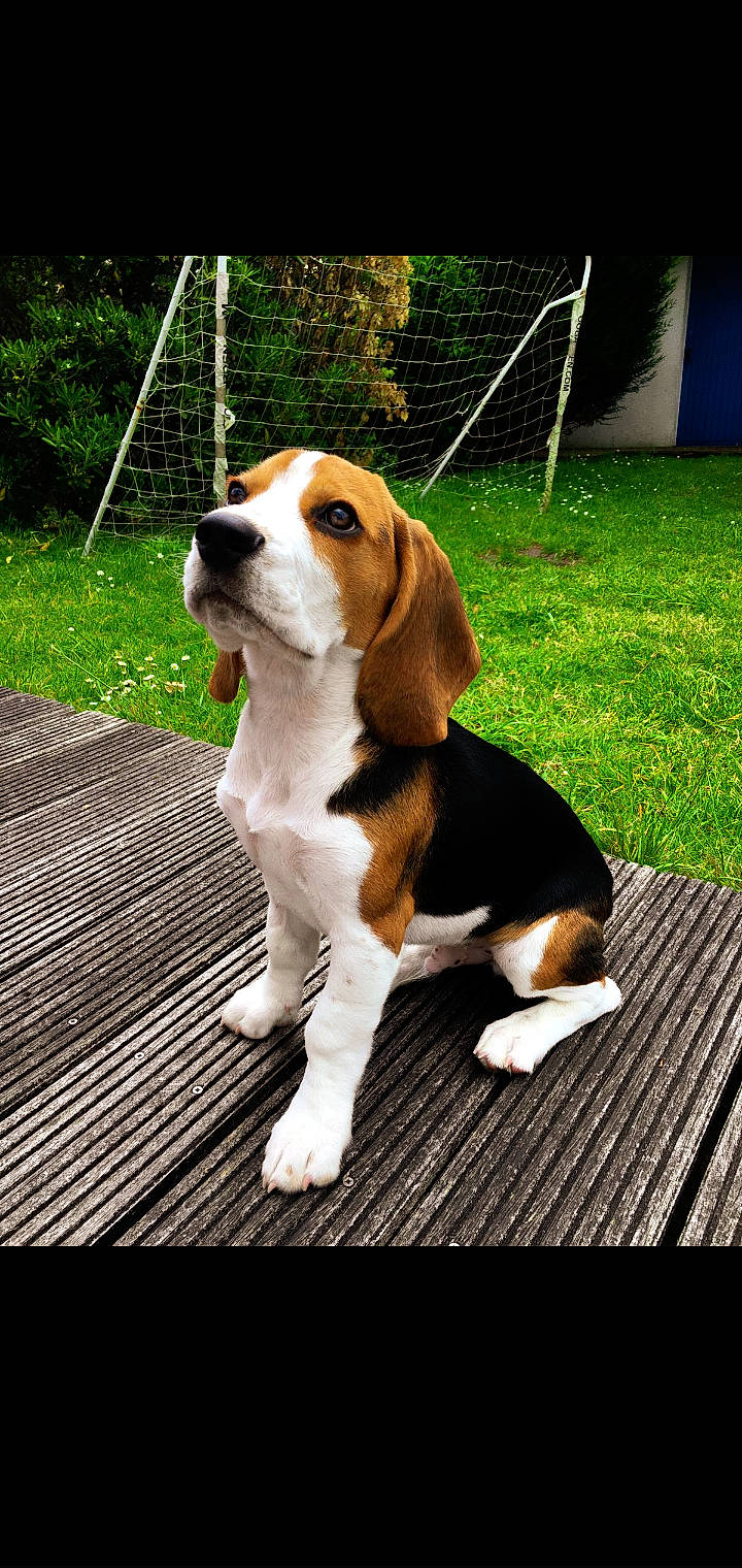 Riley participe au concours pour gagner de l'argent avec cette photo : artois_hound, basset_artesien_normand, beagle, beagle_harrier, beaglier, canidae, carnivore, companion_dog, dog, dog_breed, estonian_hound, finnish_hound, harrier, hound, mammal, pocket_beagle, scent_hound, serbian_tricolour_hound, treeing_walker_coonhound, vertebrate