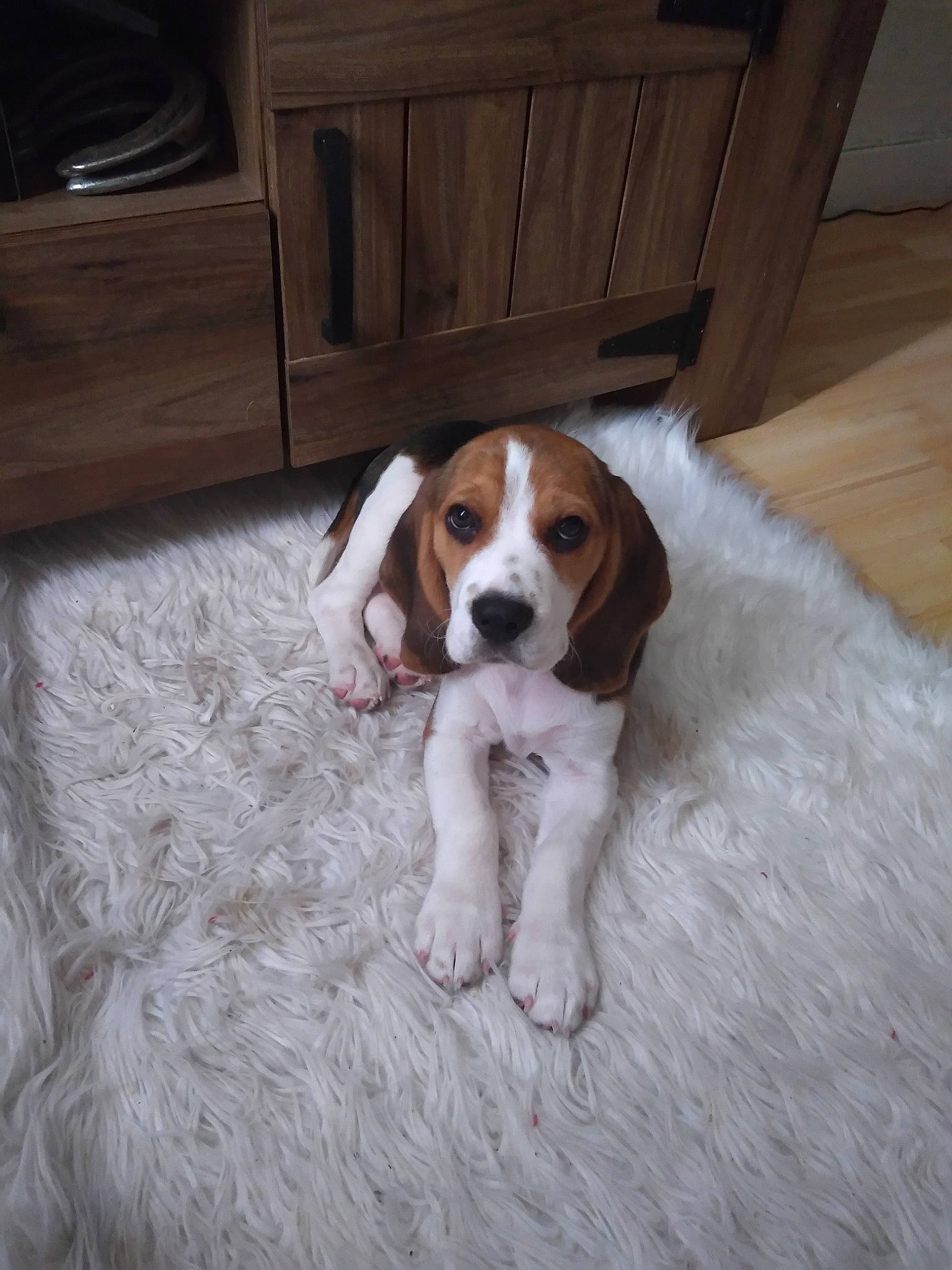 Riley participe au concours pour gagner de l'argent avec cette photo : american_foxhound, artois_hound, beagle, beaglier, canidae, carnivore, companion_dog, coonhound, dog, dog_breed, estonian_hound, finnish_hound, harrier, mammal, pocket_beagle, schweizer_laufhund, serbian_tricolour_hound, sporting_group, treeing_walker_coonhound, vertebrate