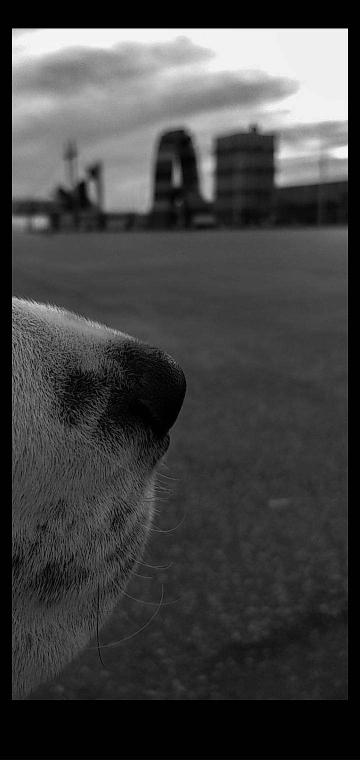 Riley participe au concours pour gagner de l'argent avec cette photo : black, black_and_white, canidae, close_up, eye, monochrome, monochrome_photography, mouth, nose, photography, sky, snout, sporting_group, stock_photography, street, style, whiskers, white
