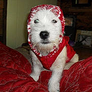 Stanley is registered to the contest to win money with this photo: