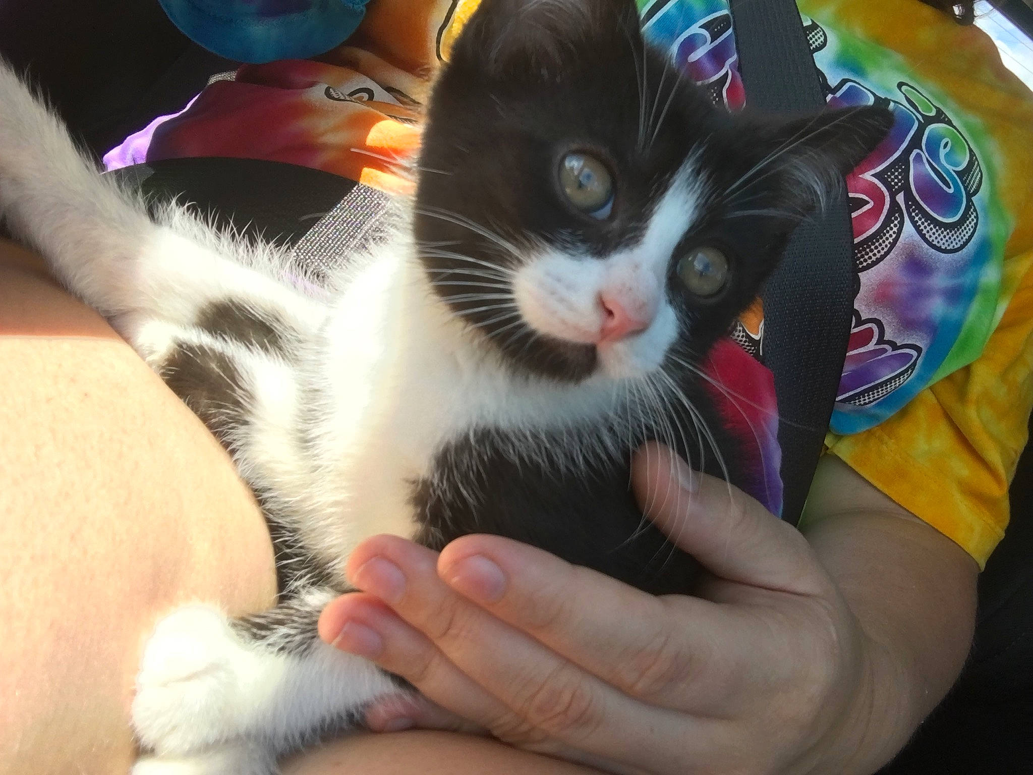 Houdini joined the competition — help win amazing prizes! asian, carnivore, cat, domestic_short_haired_cat, ear, felidae, hand, kitten, polydactyl_cat, small_to_medium_sized_cats, whiskers