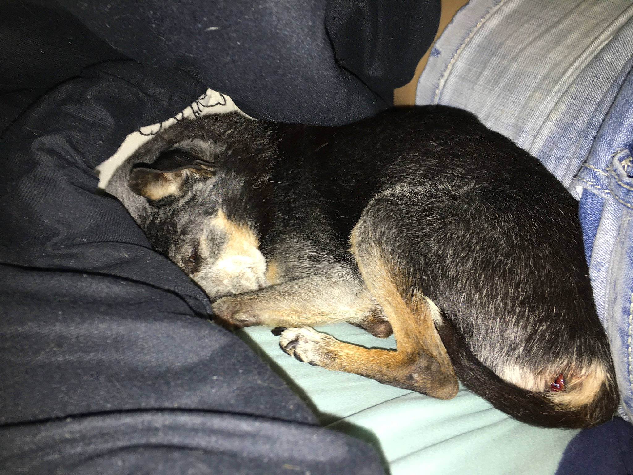 Boots is registered to the contest to win money with this photo: canidae, carnivore, comfort, dog, dog_breed, ear, nap, paw, puppy, sleep, snout