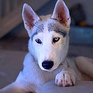Laika participe au concours pour gagner de l'argent avec cette photo : dog, husky, pet, animal, paw, close_up, indoor, fur, ears, heterochromia, blue_eye, brown_eye, canine, resting, cute, alert, portrait, domestic_animal, muzzle, snout