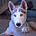 Laika