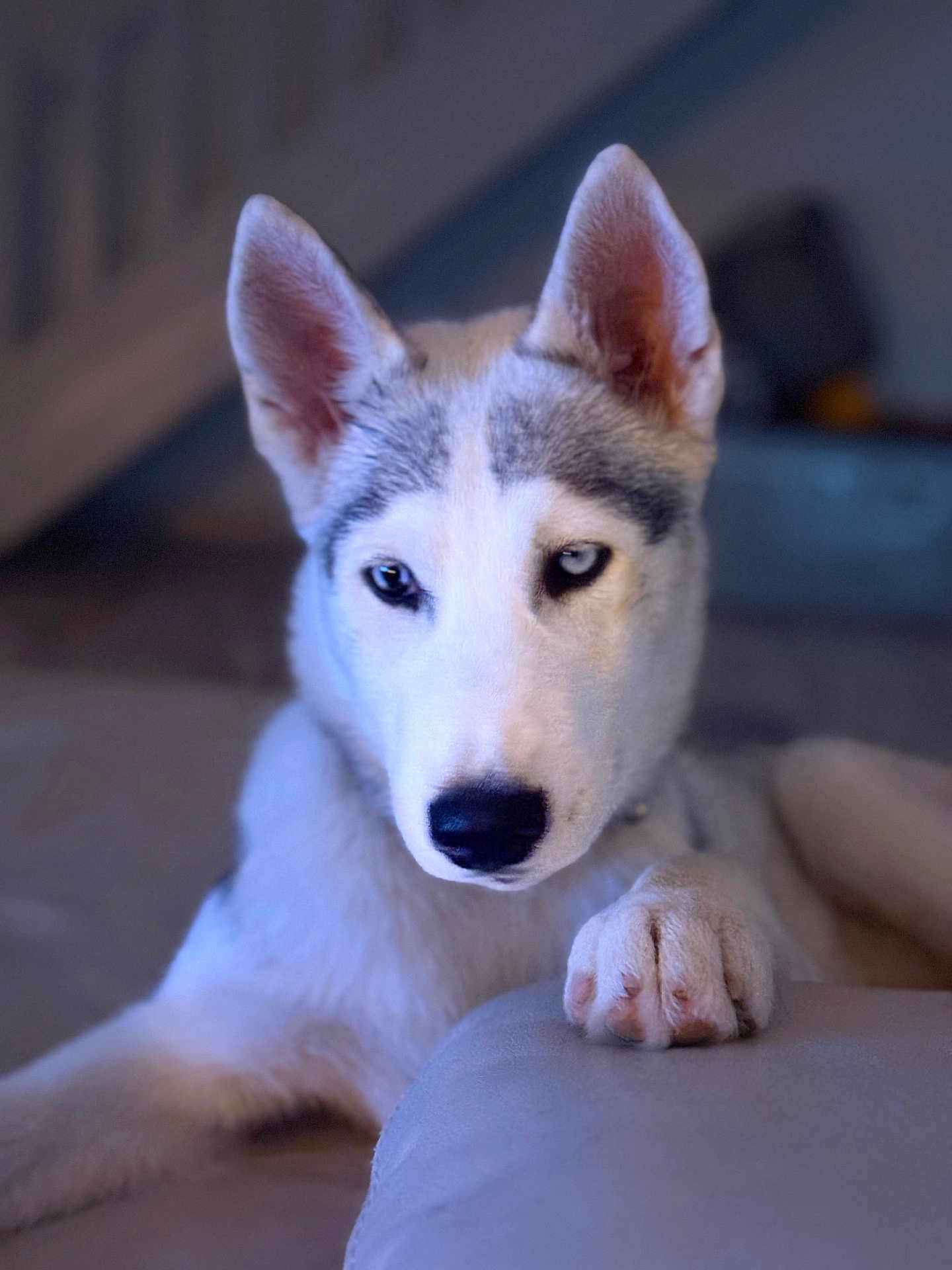 Laika participe au concours pour gagner de l'argent avec cette photo : dog, husky, pet, animal, paw, close_up, indoor, fur, ears, heterochromia, blue_eye, brown_eye, canine, resting, cute, alert, portrait, domestic_animal, muzzle, snout