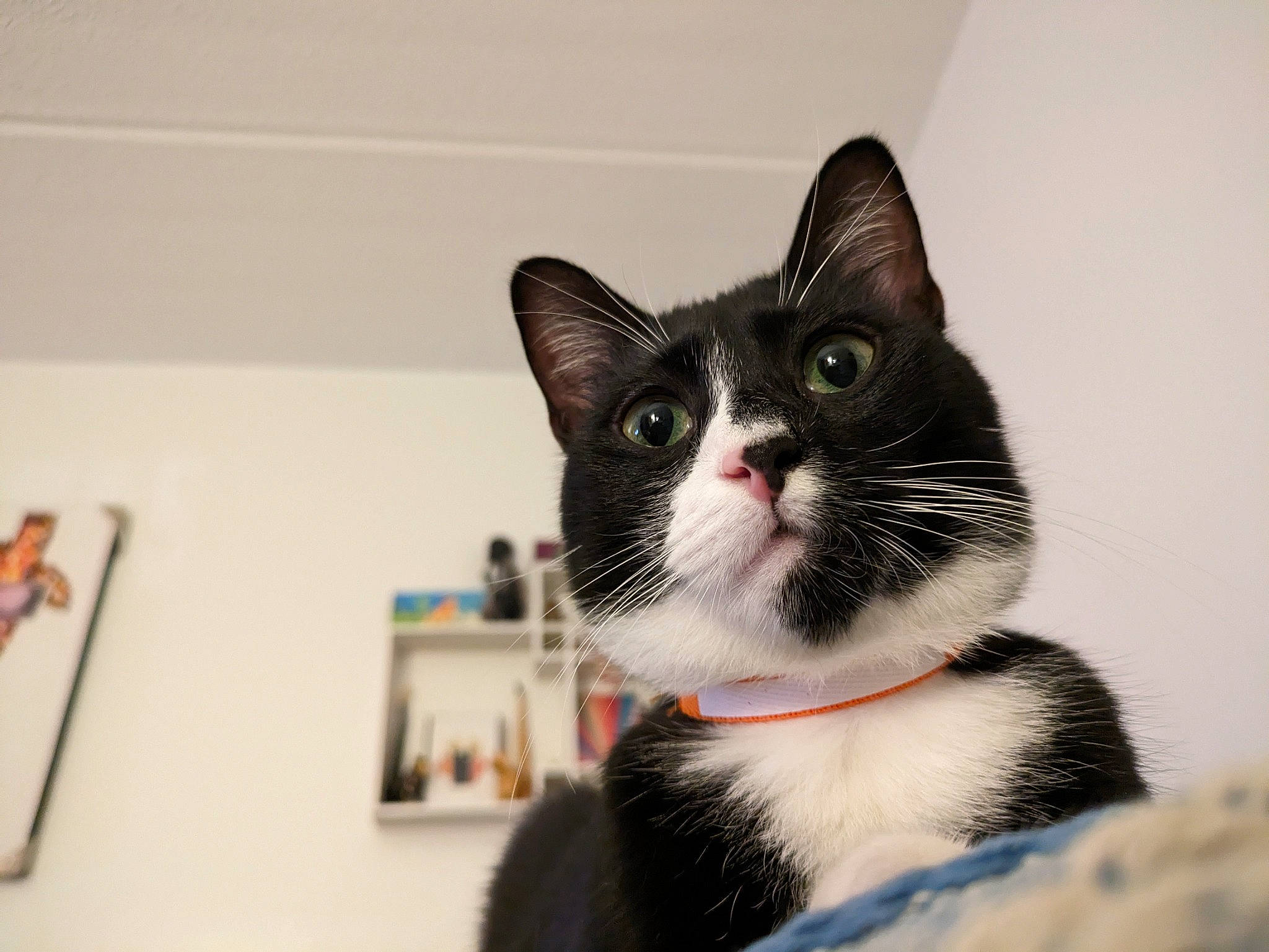 Nora joined the competition — help win amazing prizes! box, carnivore, cat, comfort, domestic_short_haired_cat, felidae, fur, monochrome_photography, paw, small_to_medium_sized_cats, snout, whiskers, window