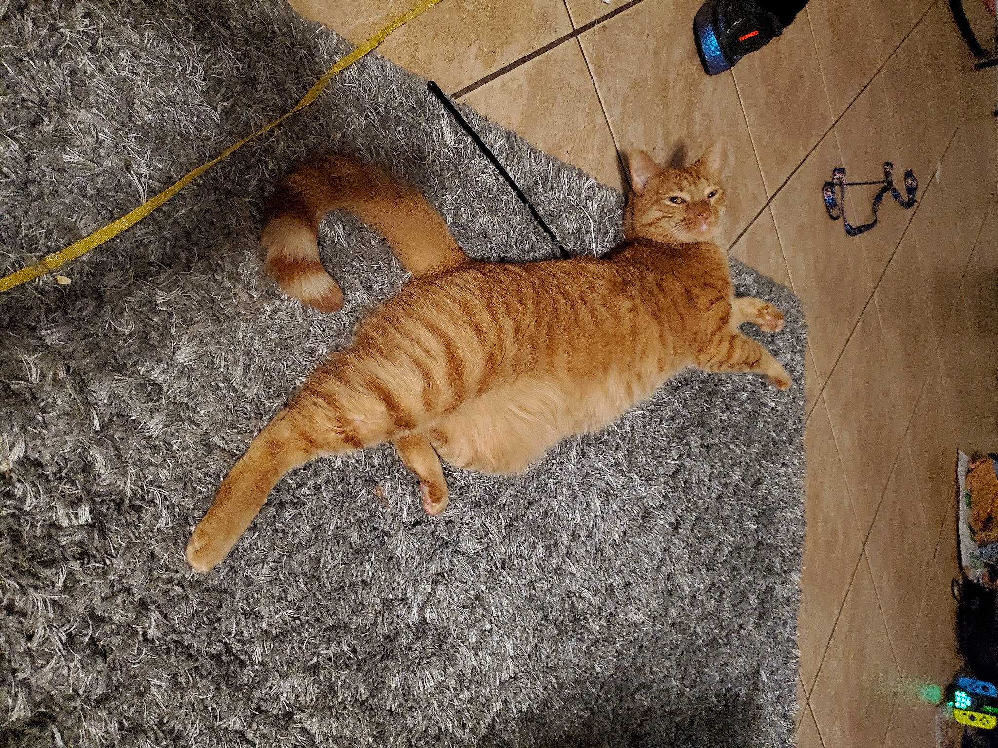 Gimli is registered to the contest to win money with this photo: art, canidae, carnivore, cat, claw, dog_breed, domestic_short_haired_cat, fawn, felidae, floor, flooring, fur, hardwood, paw, road_surface, small_to_medium_sized_cats, snout, tail, whiskers, wood