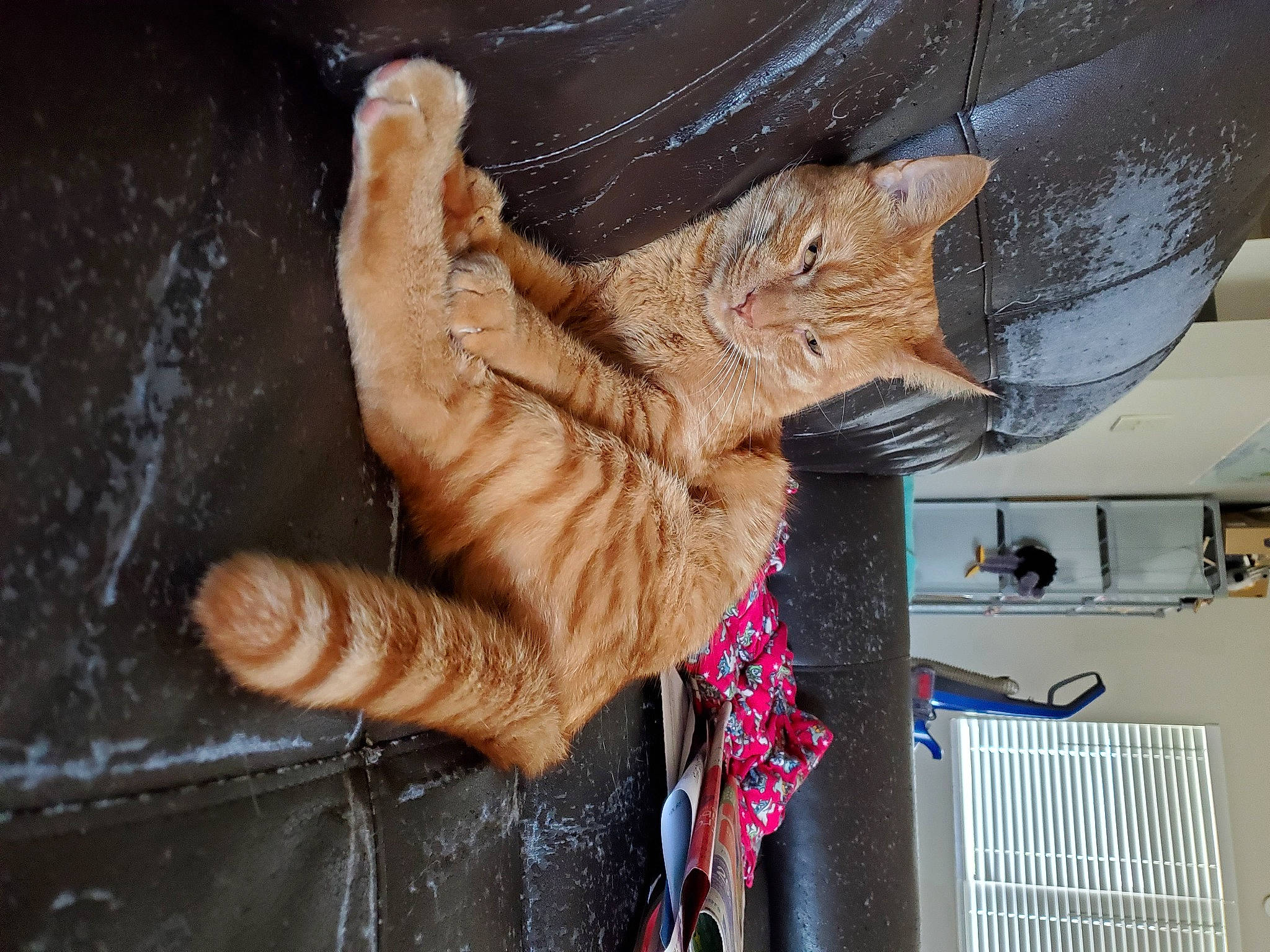 Gimli joined the competition — help win amazing prizes! art, artifact, carnivore, carving, cat, claw, domestic_short_haired_cat, fawn, felidae, foot, fur, gesture, metal, paw, small_to_medium_sized_cats, snout, tail, whiskers, wood, wrinkle