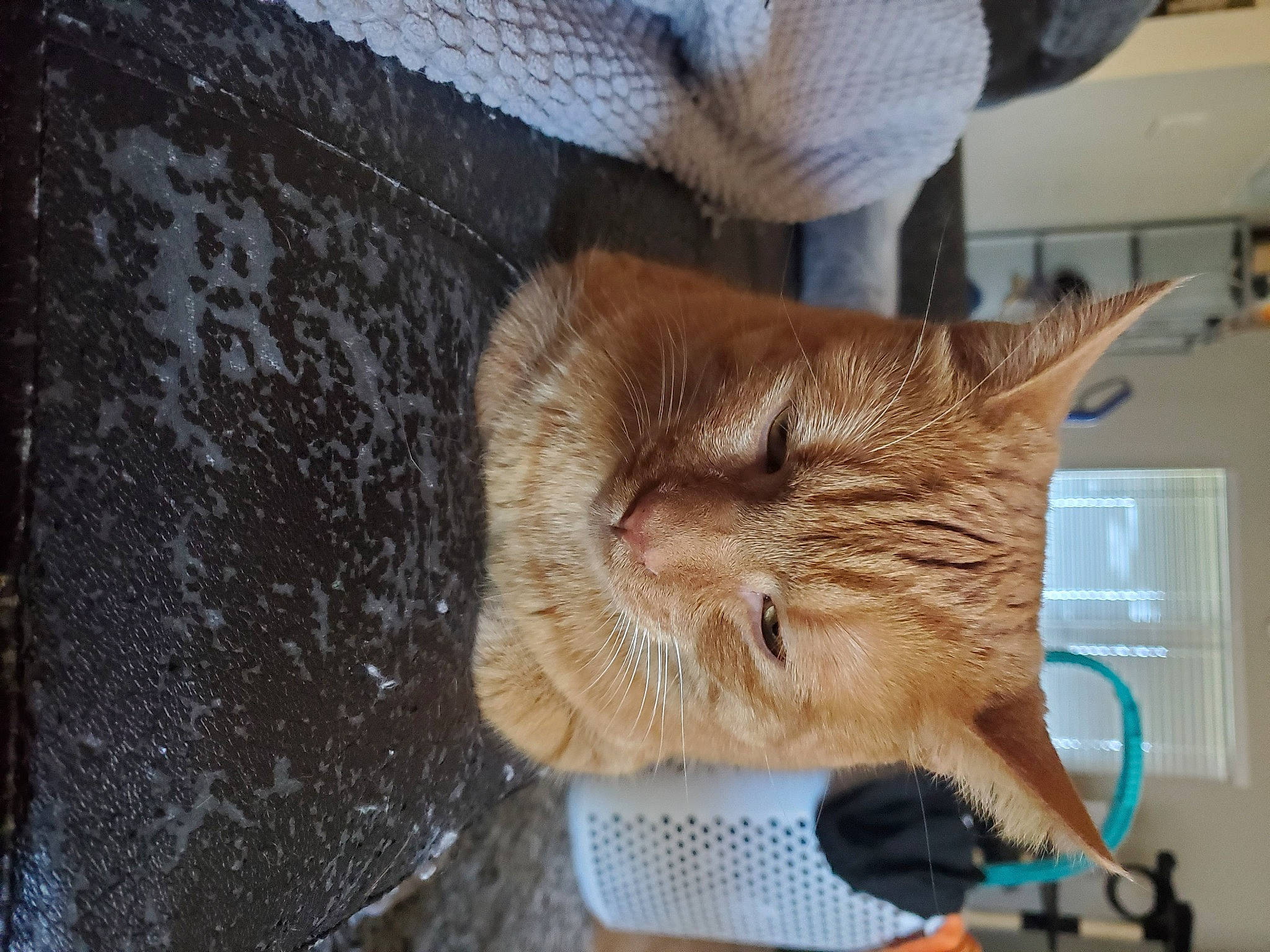 Gimli is registered to the contest to win money with this photo: canidae, carnivore, cat, claw, comfort, domestic_short_haired_cat, fawn, felidae, flooring, fur, human_leg, nap, paw, small_to_medium_sized_cats, tail, whiskers, window, wood