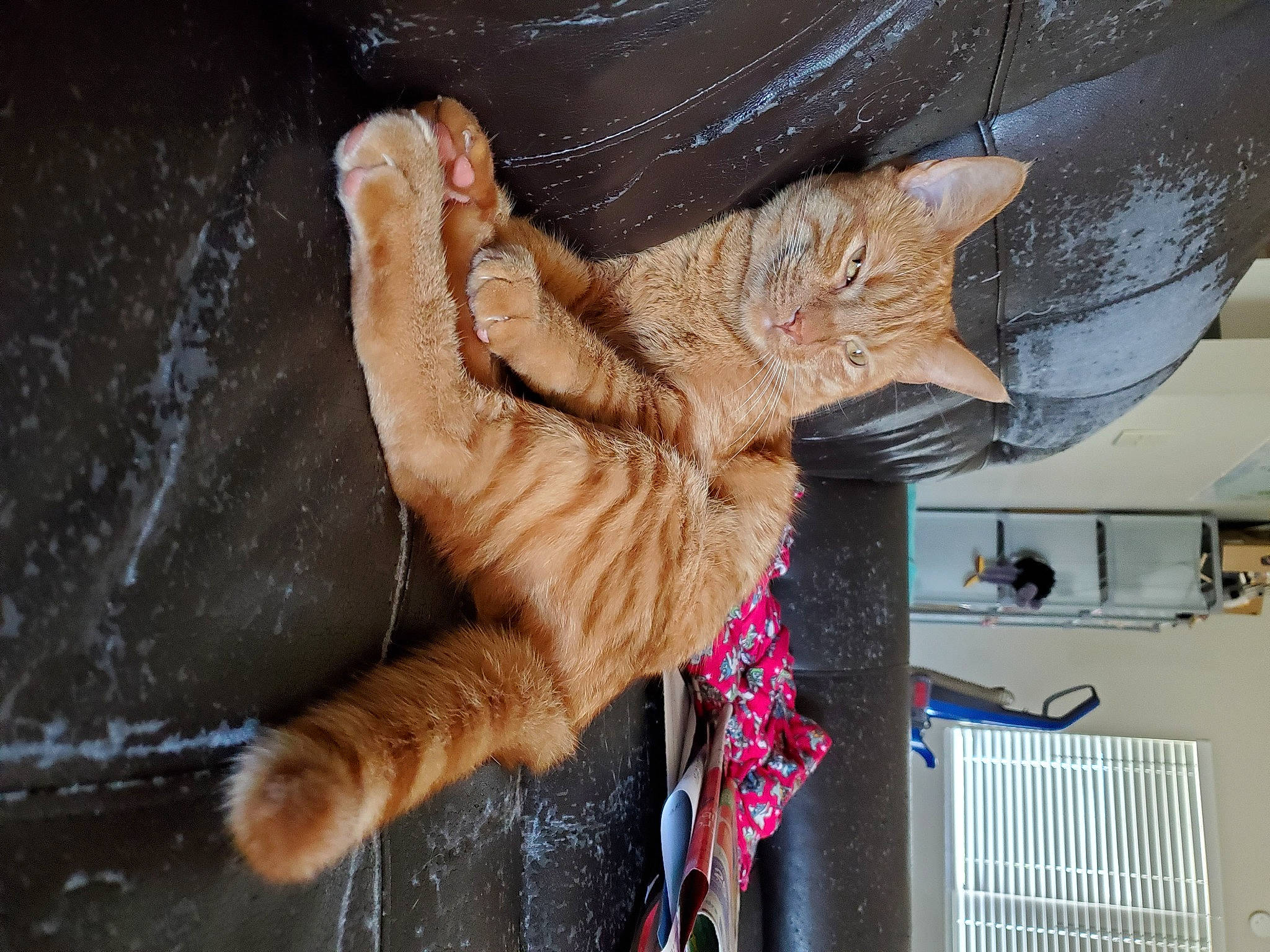 Gimli is registered to the contest to win money with this photo: carnivore, cat, claw, domestic_short_haired_cat, fawn, felidae, foot, fur, gesture, paw, small_to_medium_sized_cats, snout, tail, terrestrial_animal, toe, whiskers, wood, wrinkle
