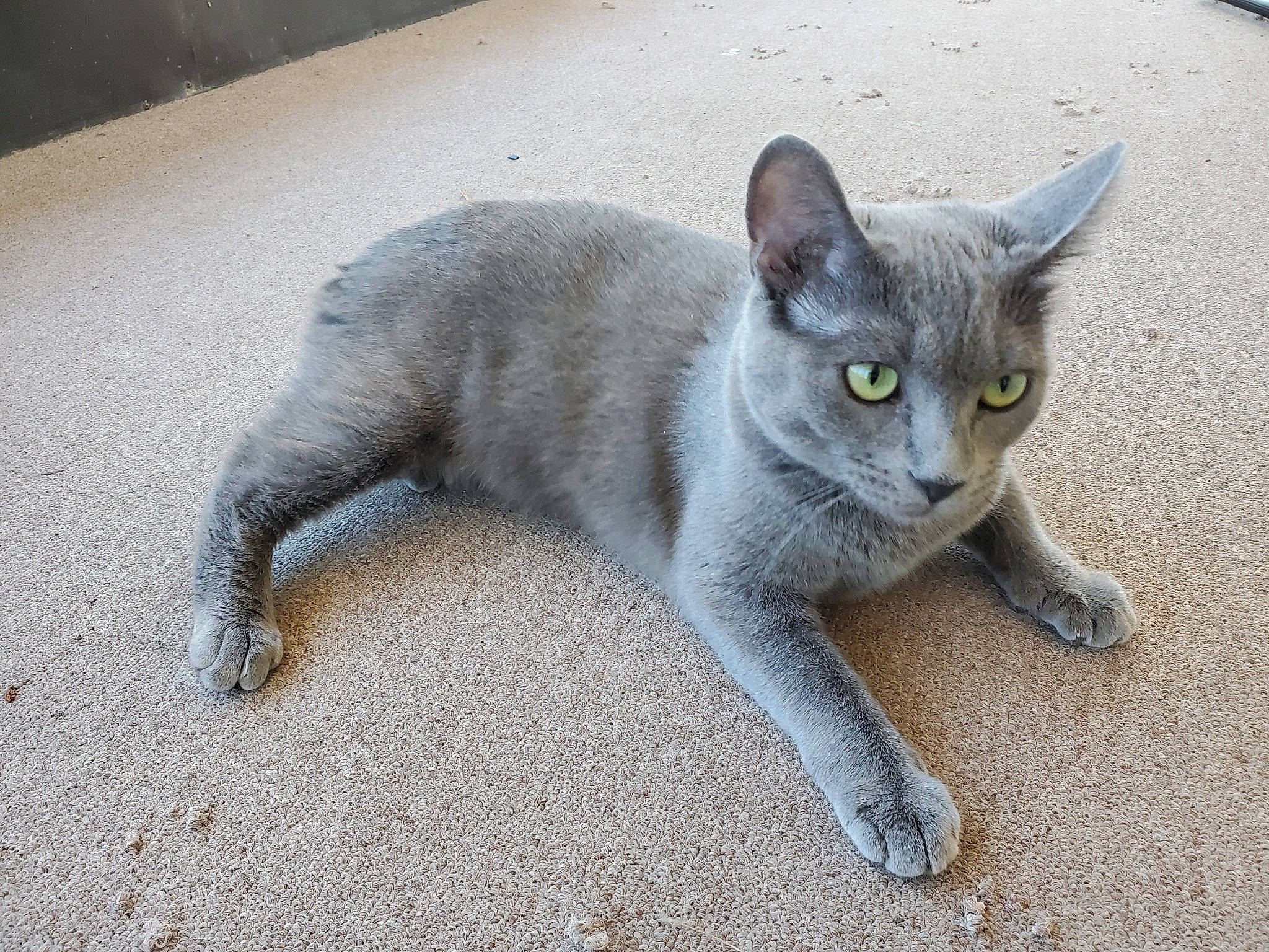 Nala is registered to the contest to win money with this photo: art, carnivore, cat, domestic_short_haired_cat, felidae, grey, road_surface, russian_blue, sitting, small_to_medium_sized_cats, snout, tail, terrestrial_animal, whiskers, window