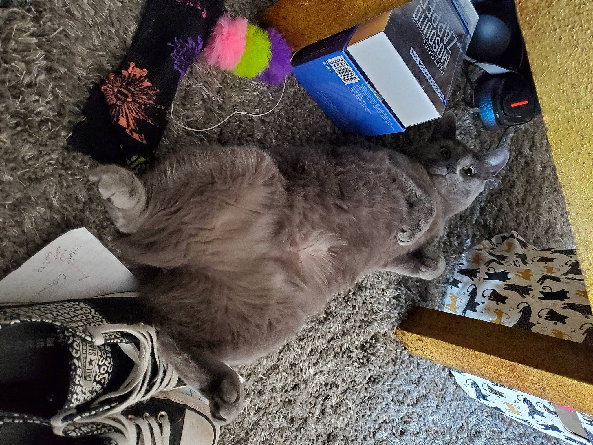 Nala joined the competition — help win amazing prizes! box, canidae, carnivore, cat, companion_dog, dog_breed, domestic_short_haired_cat, electric_blue, felidae, fur, grey, mammal, small_to_medium_sized_cats, soil, sporting_group, tail, telephone, whiskers, wood