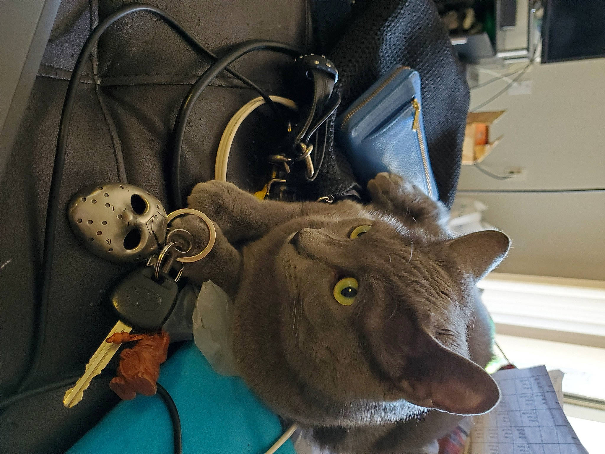 Nala joined the competition — help win amazing prizes! audio_equipment, domestic_short_haired_cat, ear, fashion_accessory, felidae, fur, hat, helmet, horn, machine, metal, motor_vehicle, personal_protective_equipment, small_to_medium_sized_cats, snout, steering_wheel, vehicle_door, whiskers, wire, working_animal