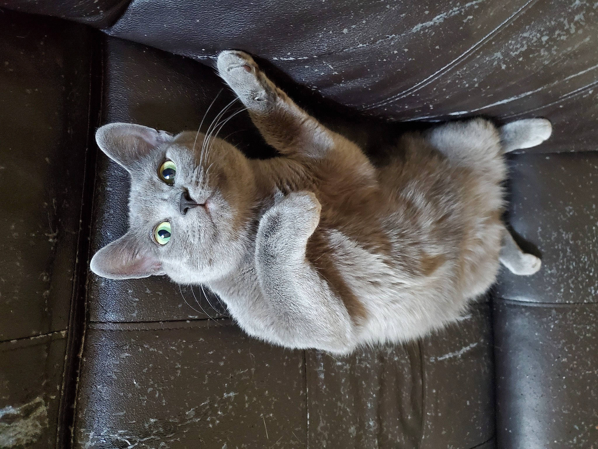 Nala joined the competition — help win amazing prizes! carnivore, cat, domestic_short_haired_cat, fawn, felidae, fur, grey, paw, russian_blue, small_to_medium_sized_cats, snout, tail, terrestrial_animal, whiskers, wildlife, wood