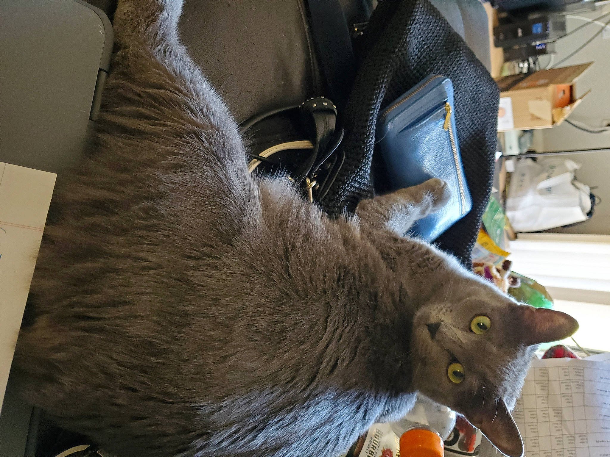 Nala joined the competition — help win amazing prizes! black_cat, cardboard, carnivore, cat, cat_supply, claw, domestic_short_haired_cat, fawn, felidae, flooring, fur, grey, mammal, metal, paw, small_to_medium_sized_cats, snout, tail, vertebrate, whiskers