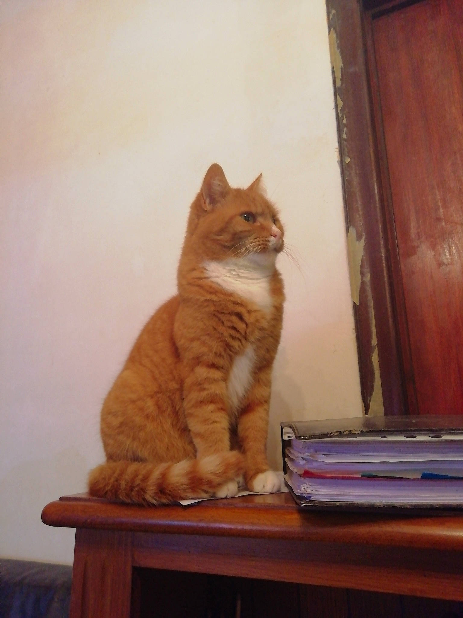 Roucky participe au concours pour gagner de l'argent avec cette photo : art, carnivore, cat, domestic_short_haired_cat, door, fawn, felidae, flooring, fur, hardwood, paw, small_to_medium_sized_cats, snout, stairs, tail, varnish, whiskers, window, wood, wood_stain