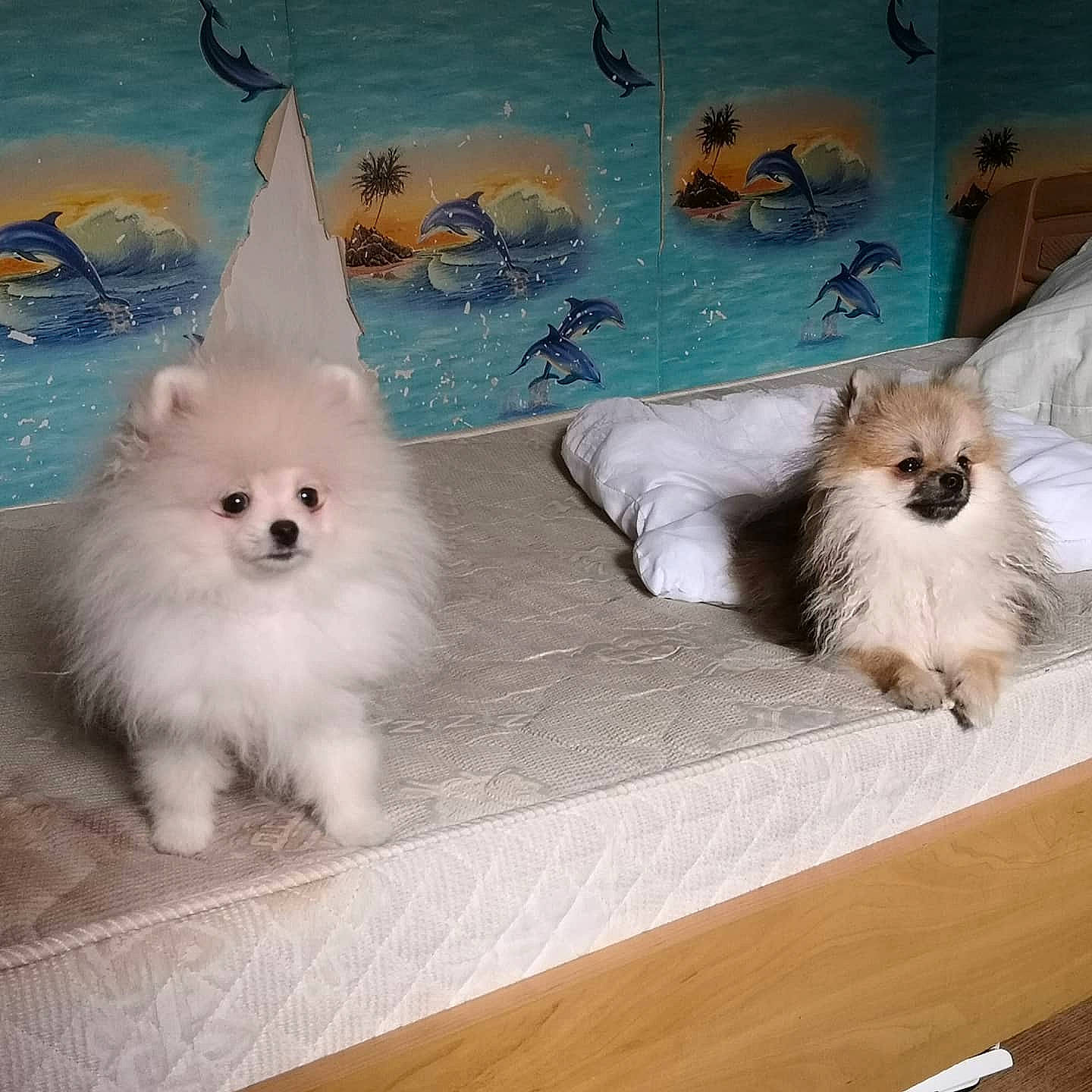 Fenrir participe au concours pour gagner de l'argent avec cette photo : american_eskimo_dog, art, canidae, carnivore, companion_dog, dog, dog_breed, fawn, fur, german_spitz, german_spitz_klein, german_spitz_mittel, indian_spitz, japanese_spitz, samoyed, spitz, sporting_group, tail, toy_dog, volpino_italiano