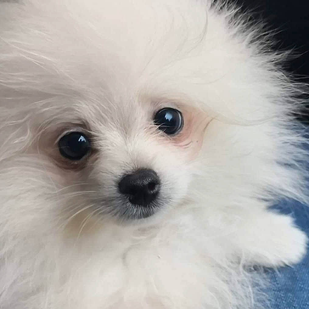 Fenrir a rejoint le concours — aidez-le/la à gagner de superbes lots ! canidae, carnivore, close_up, companion_dog, dog, dog_breed, fur, maltepoo, non_sporting_group, puppy, samoyed, small_terrier, sporting_group, toy_dog, volpino_italiano, whiskers, working_animal