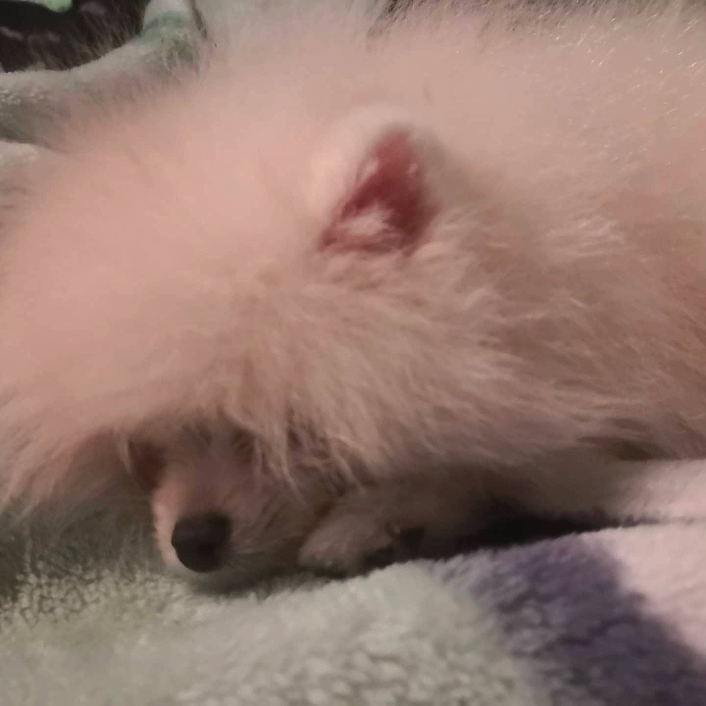 Fenrir participe au concours pour gagner de l'argent avec cette photo : carnivore, cloud, comfort, companion_dog, dog, dog_breed, eye, felidae, fur, nap, paw, samoyed, sky, small_to_medium_sized_cats, snout, sporting_group, toy_dog, whiskers, wind_wave, working_animal