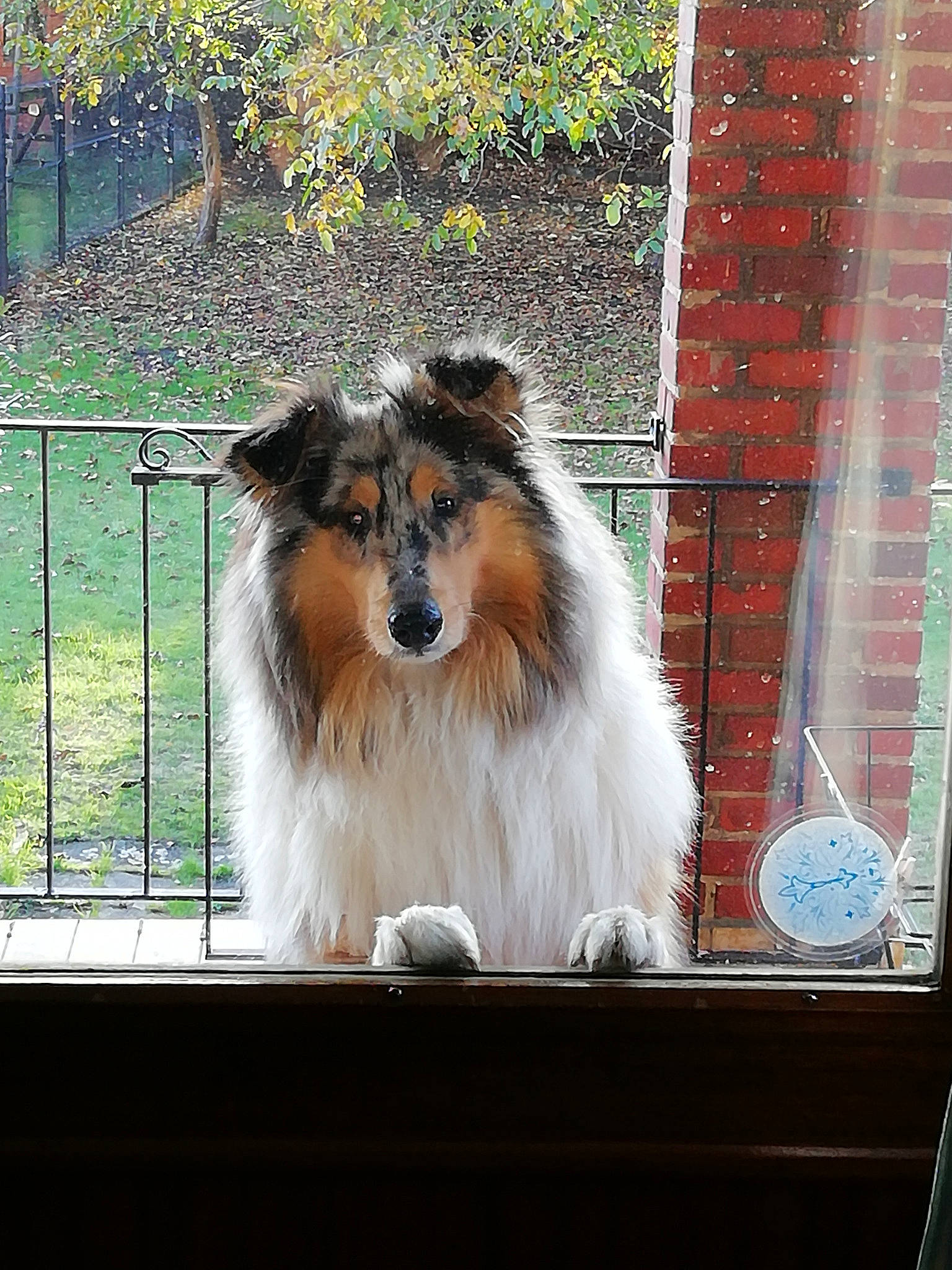 Shadow a rejoint le concours — aidez-le/la à gagner de superbes lots ! brick, brickwork, canidae, carnivore, collie, companion_dog, dog, dog_breed, fence, fur, herding_dog, plant, rough_collie, scotch_collie, shetland_sheepdog, snout, sporting_group, tree, wood, working_dog