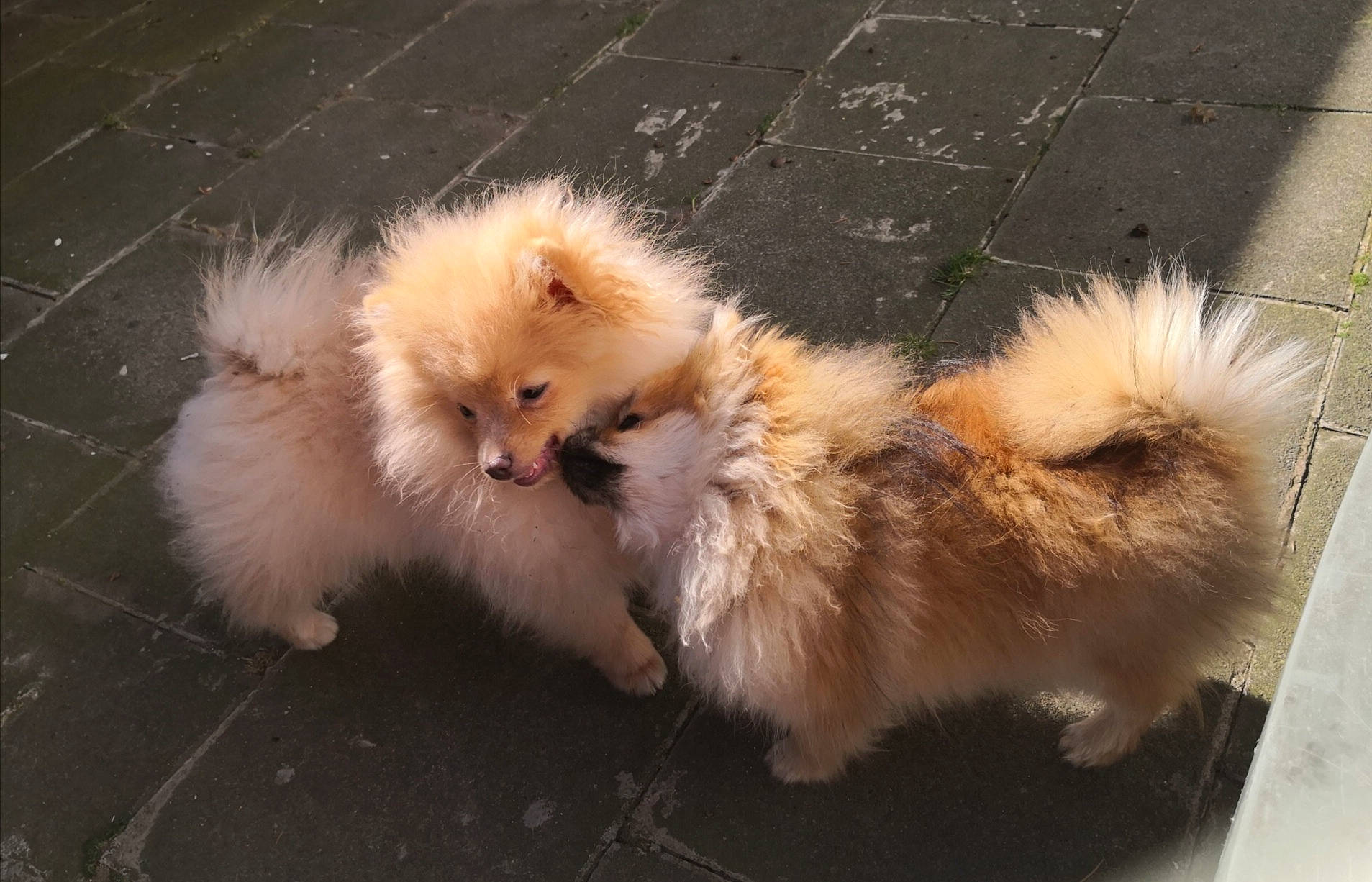 Celeste a rejoint le concours — aidez-le/la à gagner de superbes lots ! bird, claw, companion_dog, dog_breed, fawn, feather, fur, german_spitz, german_spitz_klein, poultry, spitz, tail, toy_dog, whiskers, wildlife