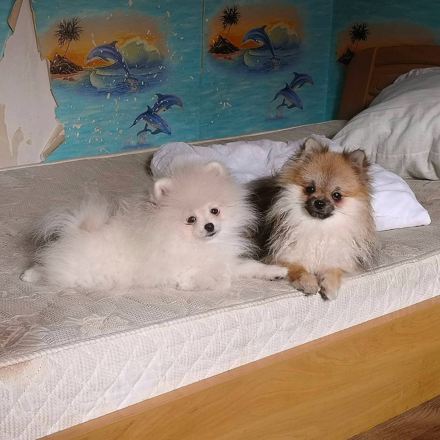 Celeste participe au concours pour gagner de l'argent avec cette photo : canidae, carnivore, companion_dog, dog, dog_breed, dog_supply, fawn, fur, insect, pet_supply, pollinator, shih_tzu, small_terrier, spitz, sporting_group, stuffed_toy, terrier, toy, toy_dog, whiskers