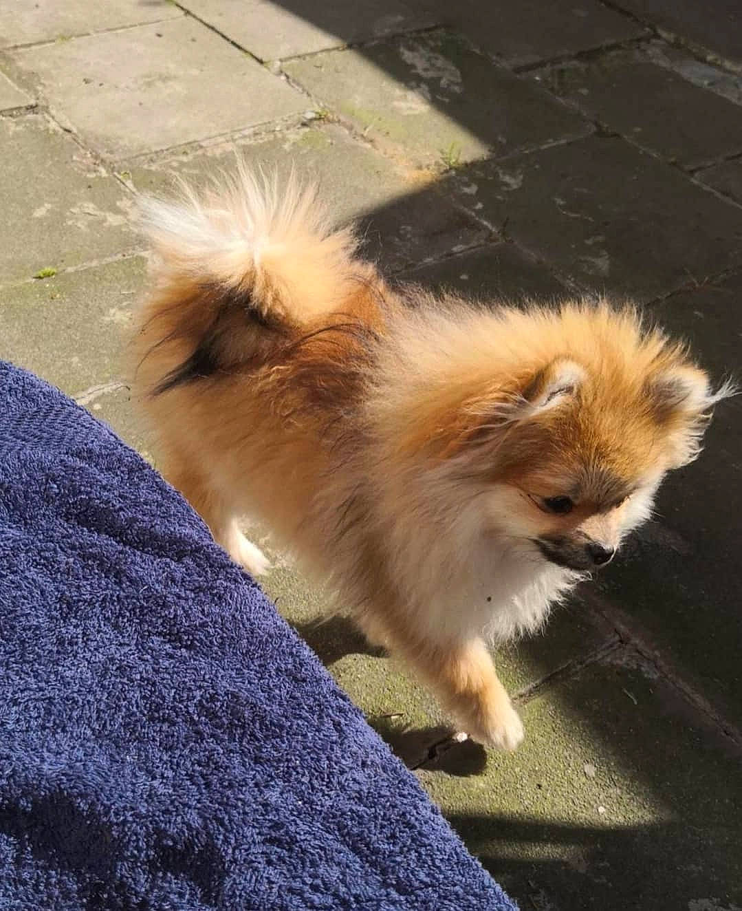 Celeste participe au concours pour gagner de l'argent avec cette photo : canidae, carnivore, claw, companion_dog, dog, dog_breed, electric_blue, fawn, felidae, fur, german_spitz, german_spitz_klein, german_spitz_mittel, grass, small_to_medium_sized_cats, snout, sporting_group, tail, terrestrial_animal, whiskers