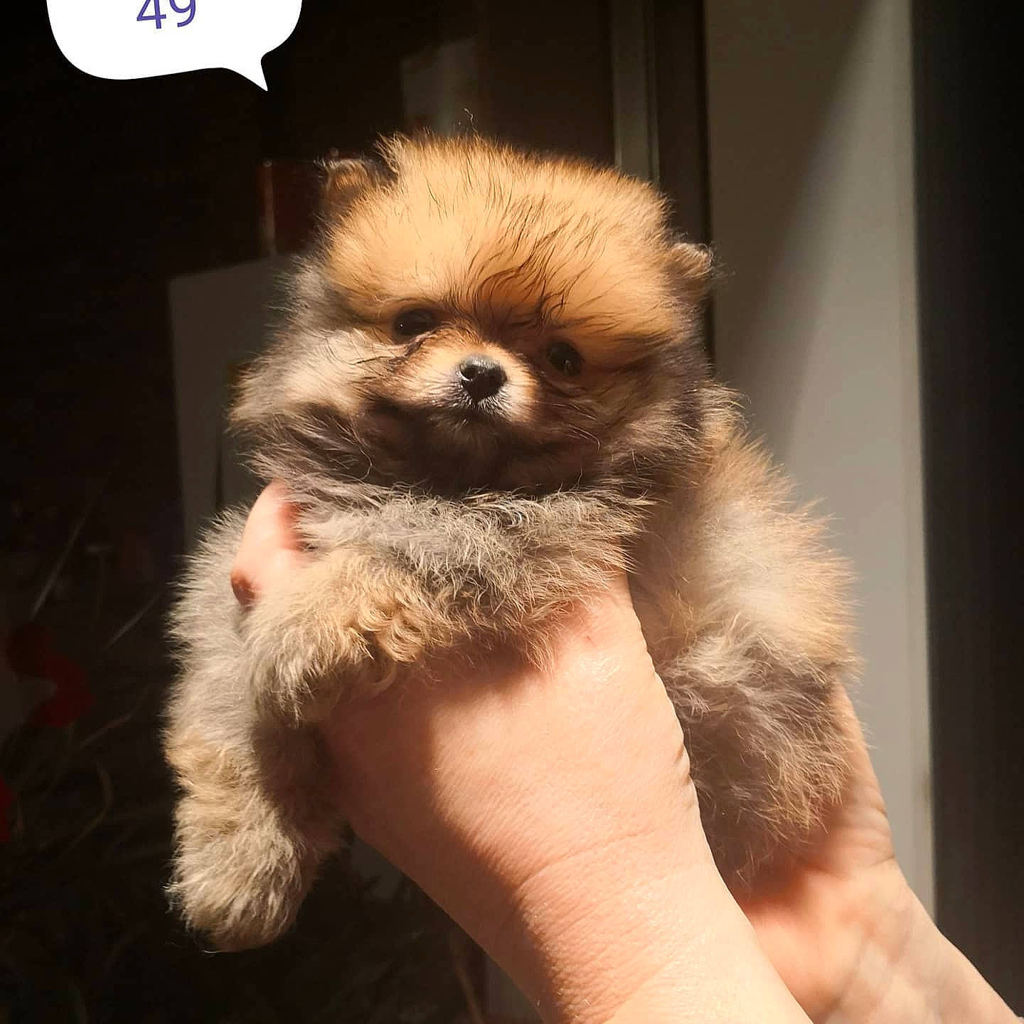 Adès participe au concours pour gagner de l'argent avec cette photo : canidae, carnivore, claw, companion_dog, dog_breed, fawn, fur, fur_clothing, gibbon, non_sporting_group, paw, puppy, snout, sporting_group, terrestrial_animal, toy_dog, whiskers, wildlife, working_animal