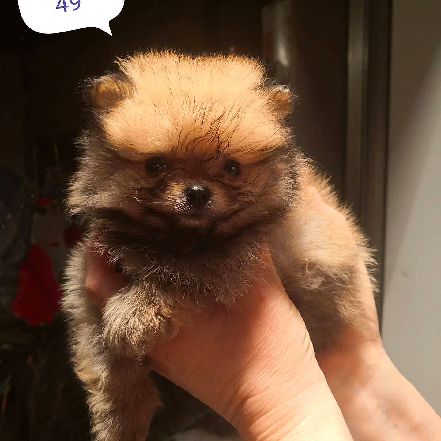 Adès participe au concours pour gagner de l'argent avec cette photo : ancient_dog_breeds, canidae, carnivore, claw, companion_dog, dog, dog_breed, fawn, fur, hand, non_sporting_group, paw, snout, terrestrial_animal, toy_dog, whiskers, wildlife, working_animal