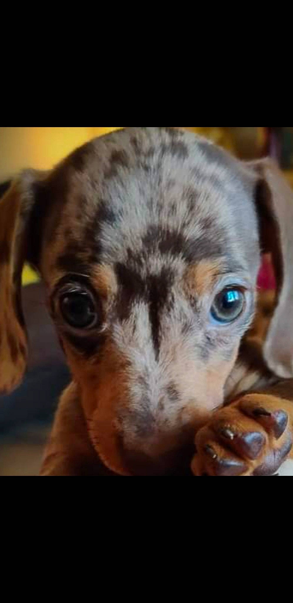 Ada joined the competition — help win amazing prizes! canidae, carnivore, dachshund, dog, dog_breed, ear, fawn, mammal, nose, puppy, snout, vertebrate