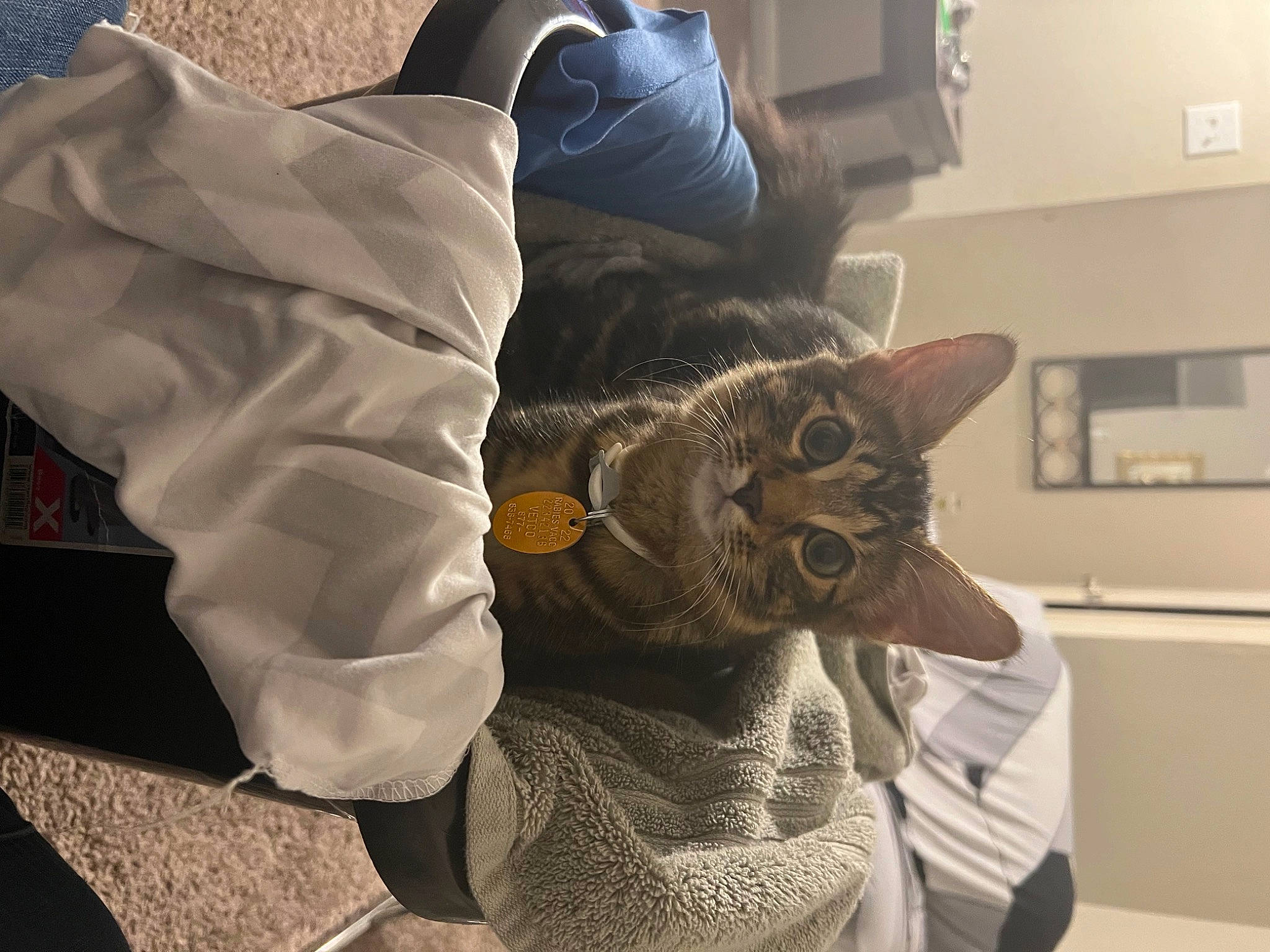 Jelly is registered to the contest to win money with this photo: carnivore, cat, claw, comfort, domestic_short_haired_cat, felidae, fur, metal, room, small_to_medium_sized_cats, tail, television, textile, whiskers