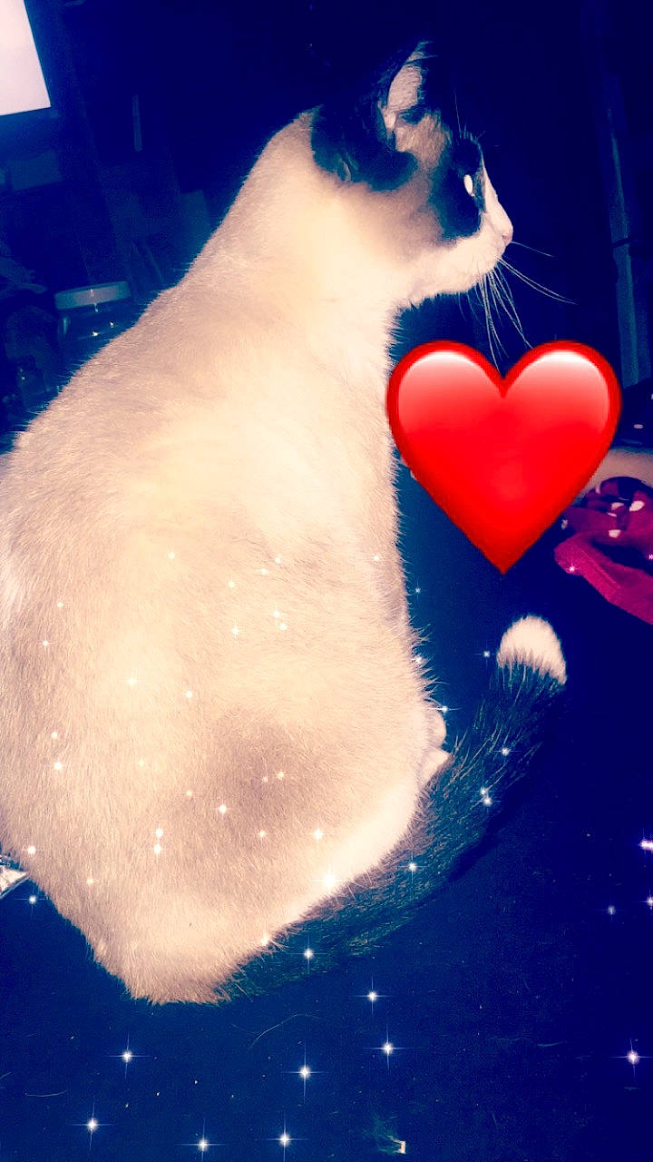 Plumeau a rejoint le concours — aidez-le/la à gagner de superbes lots ! carnivore, cat, cloud, felidae, fur, heart, love, sky, small_to_medium_sized_cats, tail, valentines_day, whiskers