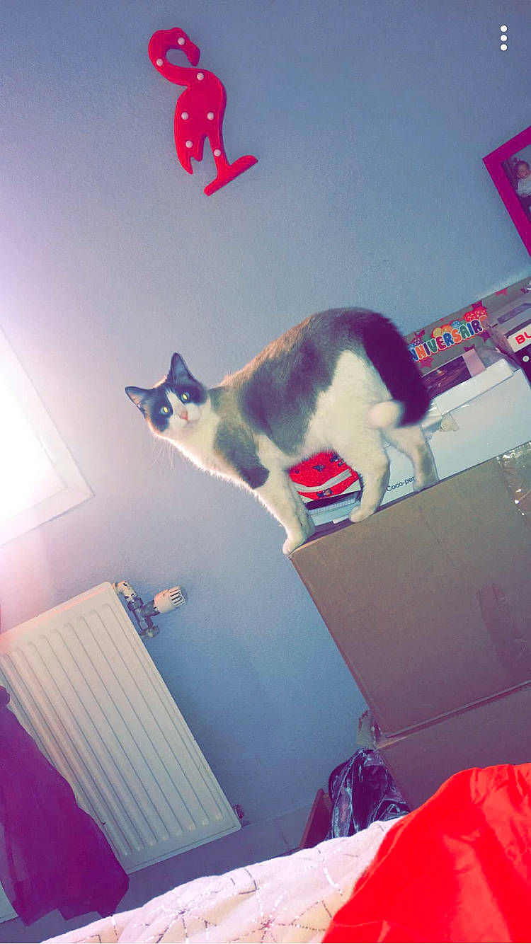 Plumeau participe au concours pour gagner de l'argent avec cette photo : cat, felidae, kitten, magenta, pink, room, sky, small_to_medium_sized_cats, whiskers