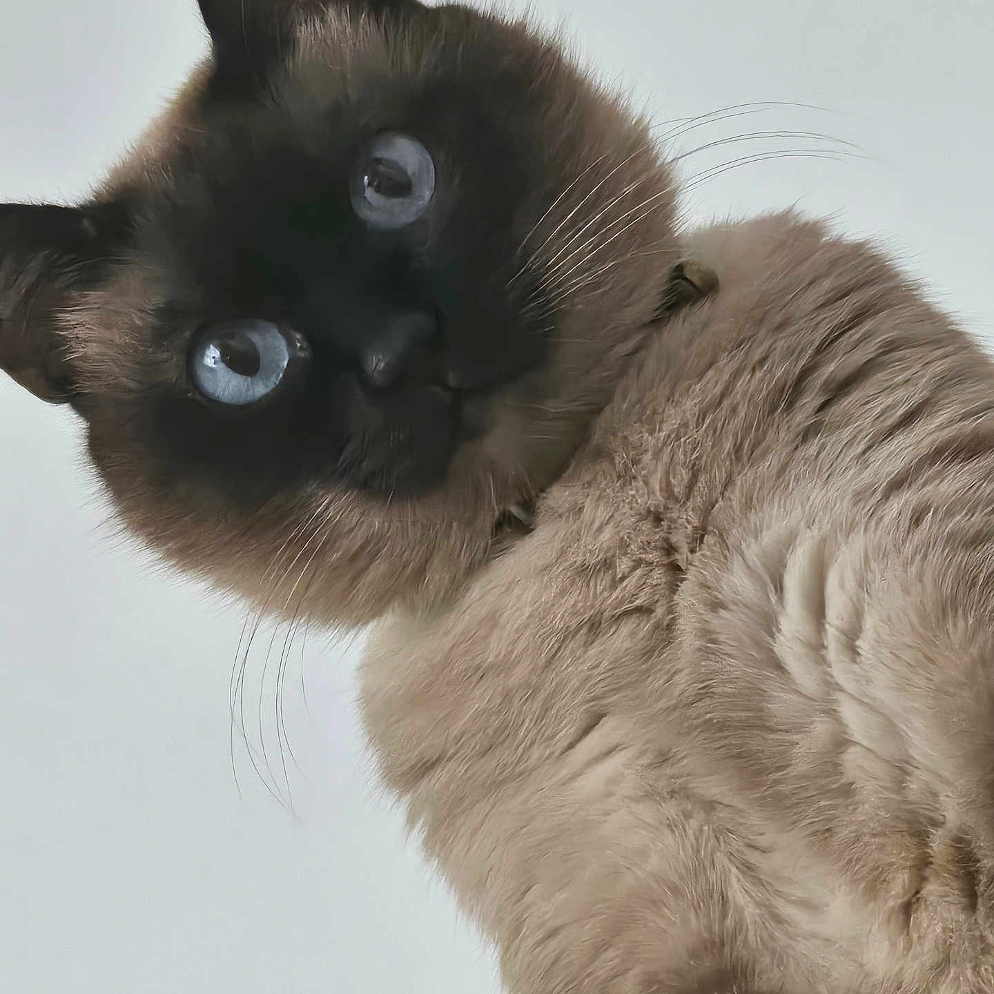 Caline participe au concours pour gagner de l'argent avec cette photo : animal, blue_eyes, cat, close_up, curious, cute, domestic_animal, ears, feline, fluffy, fur, head, indoor, looking, mammal, pet, portrait, siamese_cat, soft, whiskers