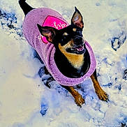 Penny joined the competition — help win amazing prizes! animal, black_and_tan, canine, cold_weather, cute, dog, ears, fur, happy, nature, outdoor, pet, pink_sweater, playful, small_dog, smiling, snow, tail, walking, winter