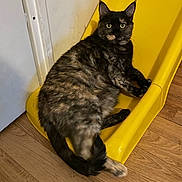 Luffy participe au concours pour gagner de l'argent avec cette photo : cat, tortoiseshell, indoor, yellow_slide, wooden_floor, pet, animal, feline, curious, relaxed, lounge, floor, plastic, home, domestic, cute, whiskers, ears, eyes, tail