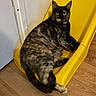 cat, tortoiseshell, indoor, yellow_slide, wooden_floor, pet, animal, feline, curious, relaxed, lounge, floor, plastic, home, domestic, cute, whiskers, ears, eyes, tail