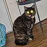 Luffy a rejoint le concours — aidez-le/la à gagner de superbes lots ! cat, tabby, animal, pet, indoor, floor, wooden_floor, sitting, flash, glowing_eyes, toy_cars, metal_shelf, background, wall, mystical_eyes, domestic_cat, home, feline, cute, curious